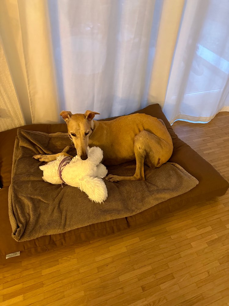 Hundetreffen-Windhundetreffen-Profilbild