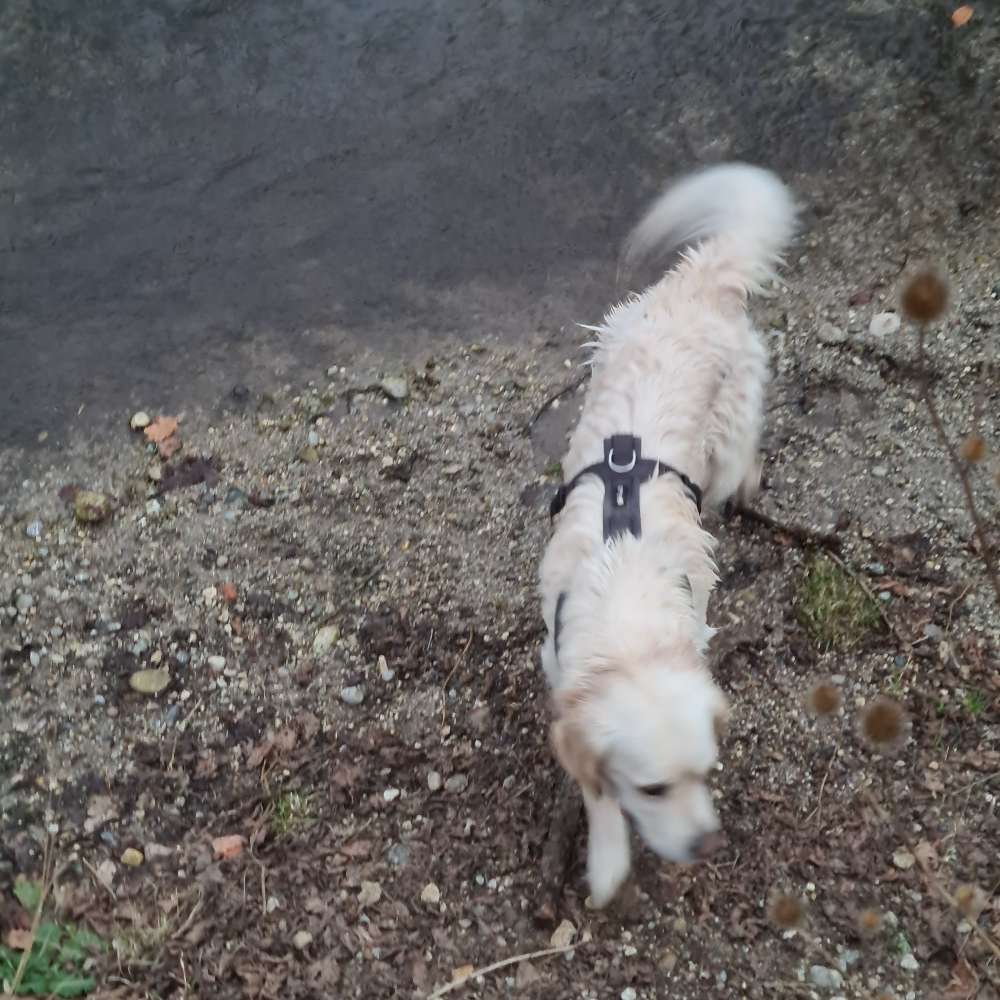 Hundetreffen-Spiel und gemeinsames gassi gehen-Profilbild