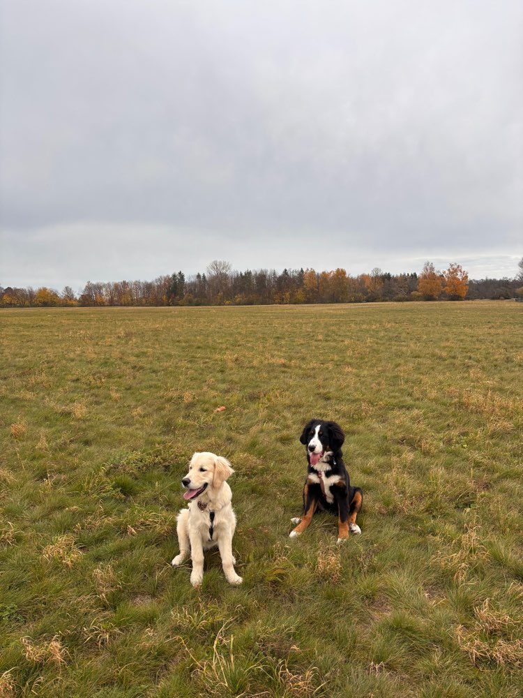 Hundetreffen-Zwei Hundefreunde suchen Spielpartner! ✨-Profilbild