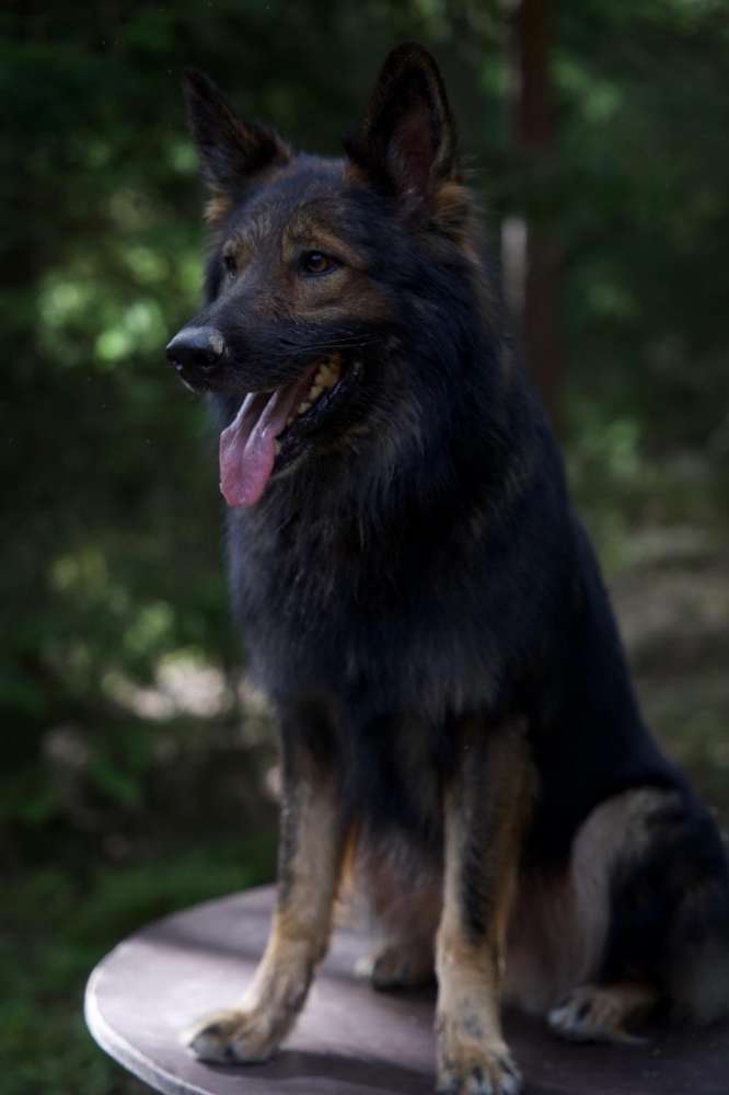 Hundetreffen-Suchen Trainingspartner-Profilbild