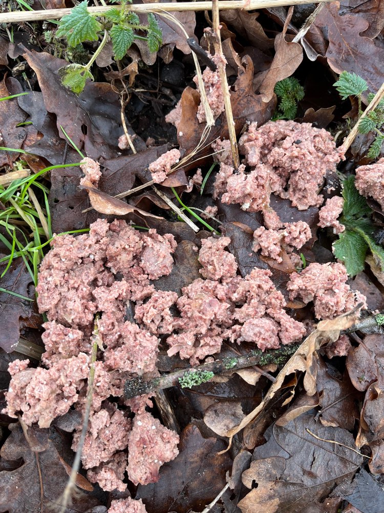 Giftköder-Nassfutter mit möglicherweise Tabletten-Profilbild