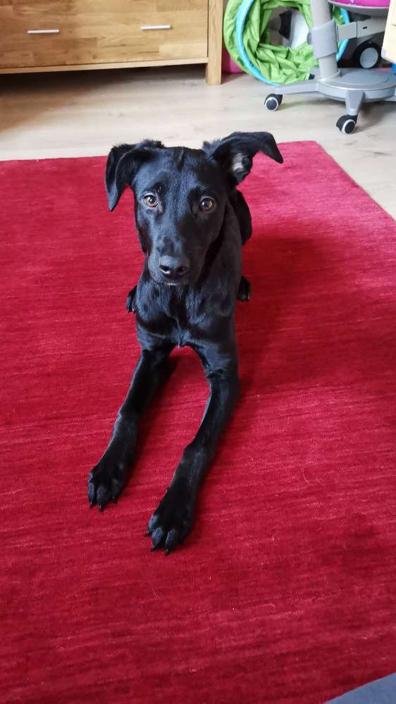 Hundetreffen-Gassi Runde Hildener Stadtwald-Profilbild