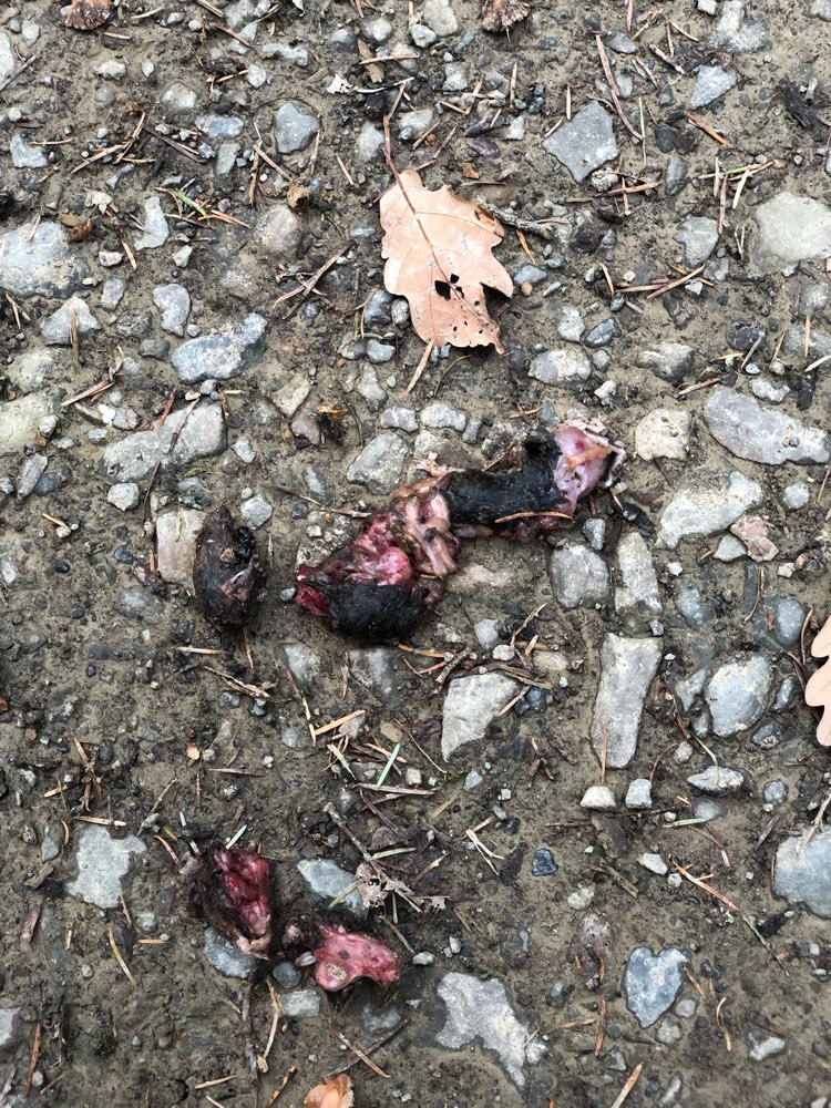 Giftköder-Möglicher Giftköder-Profilbild