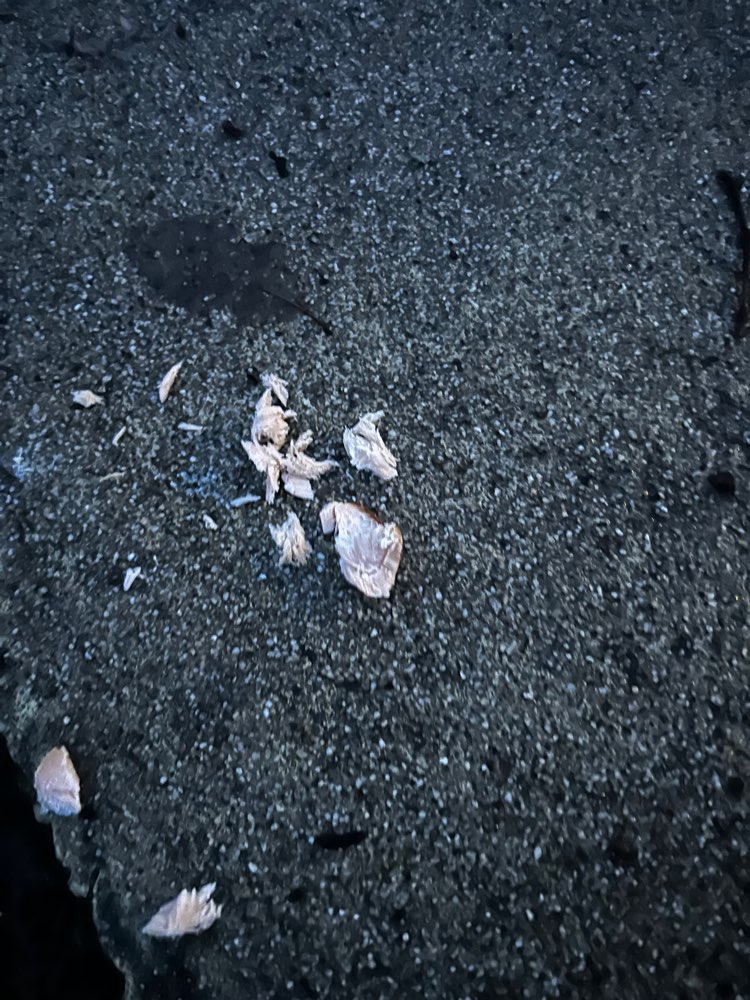 Giftköder-Fleischreste nähe Tennisplätze Wiehl-Profilbild