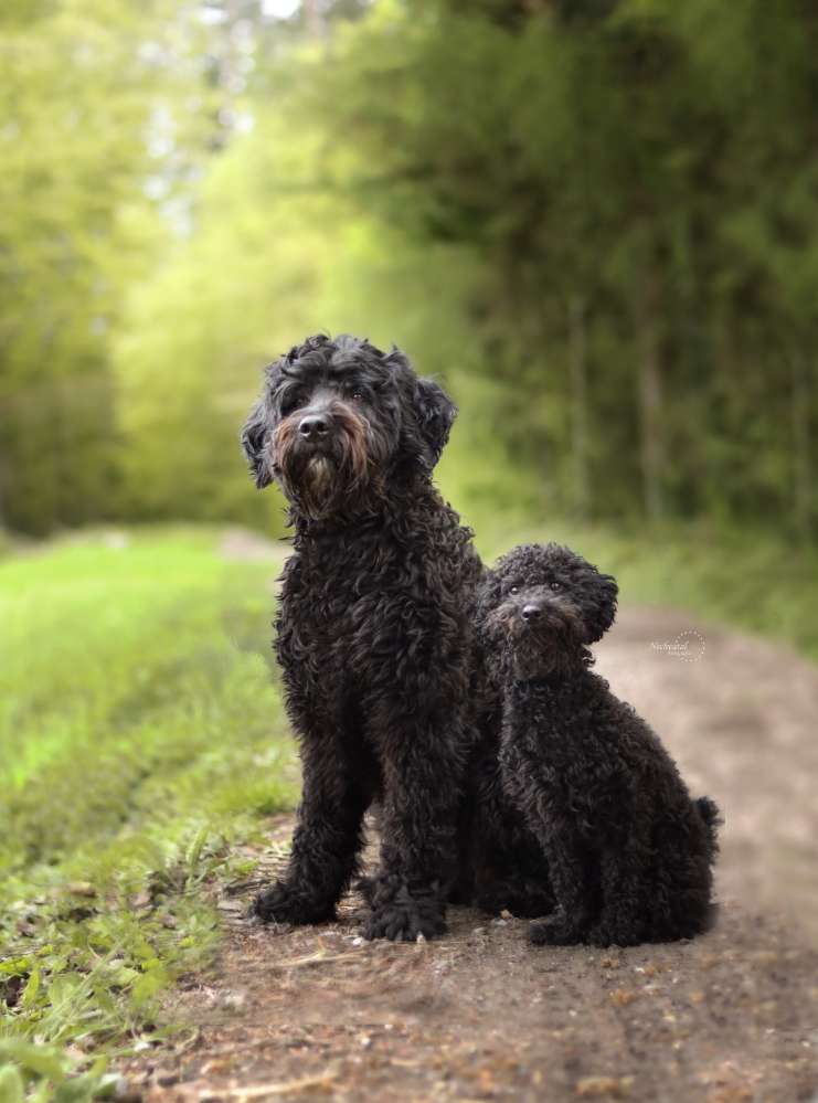 Hundetreffen-Gassirunde-Profilbild