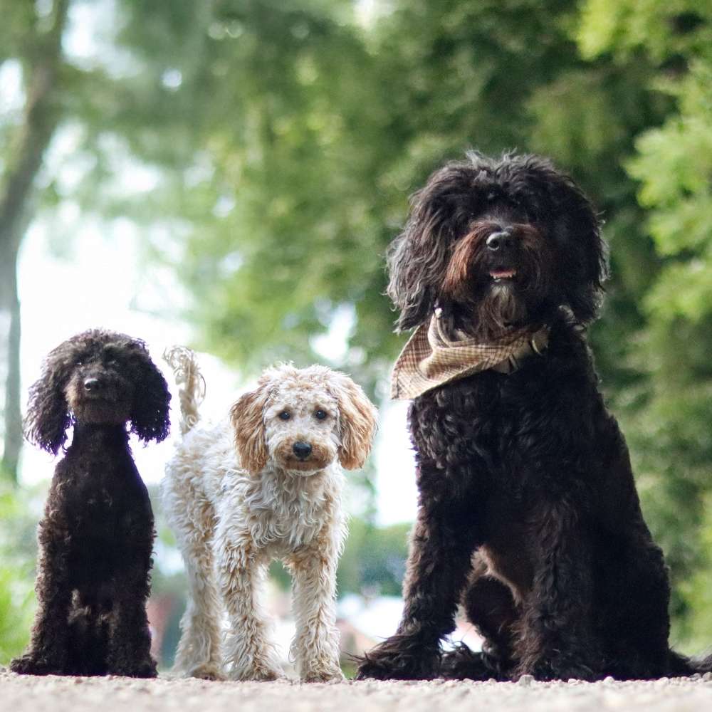 Hundetreffen-Gassirunde-Profilbild