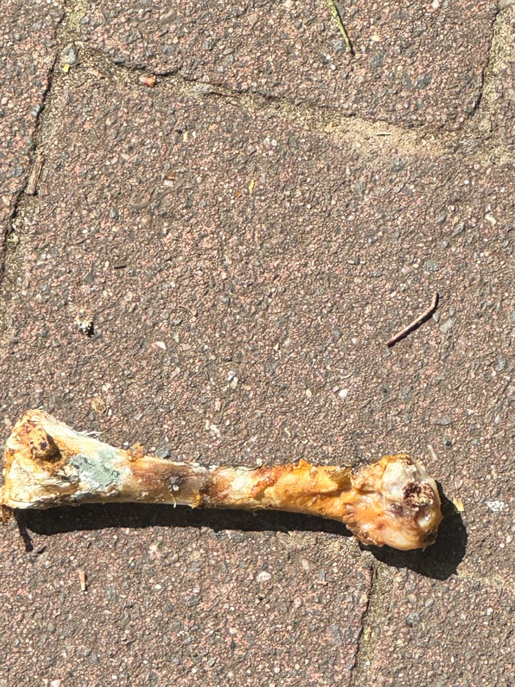 Giftköder-Evtl Giftköder am Freibad-Profilbild