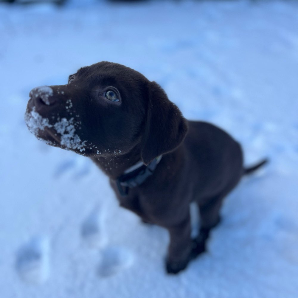 Hundetreffen-Welpen / Junghunde treffen Sankt Augustin-Profilbild
