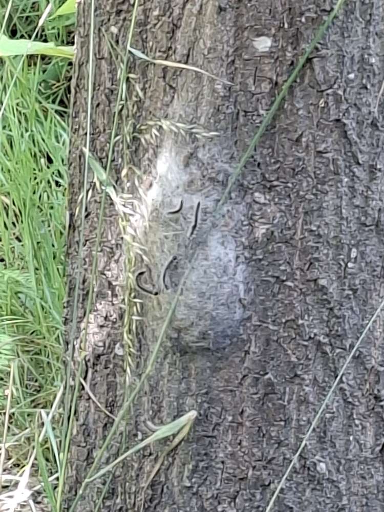 Giftköder-Eichenprozessionsspinner im park-Profilbild