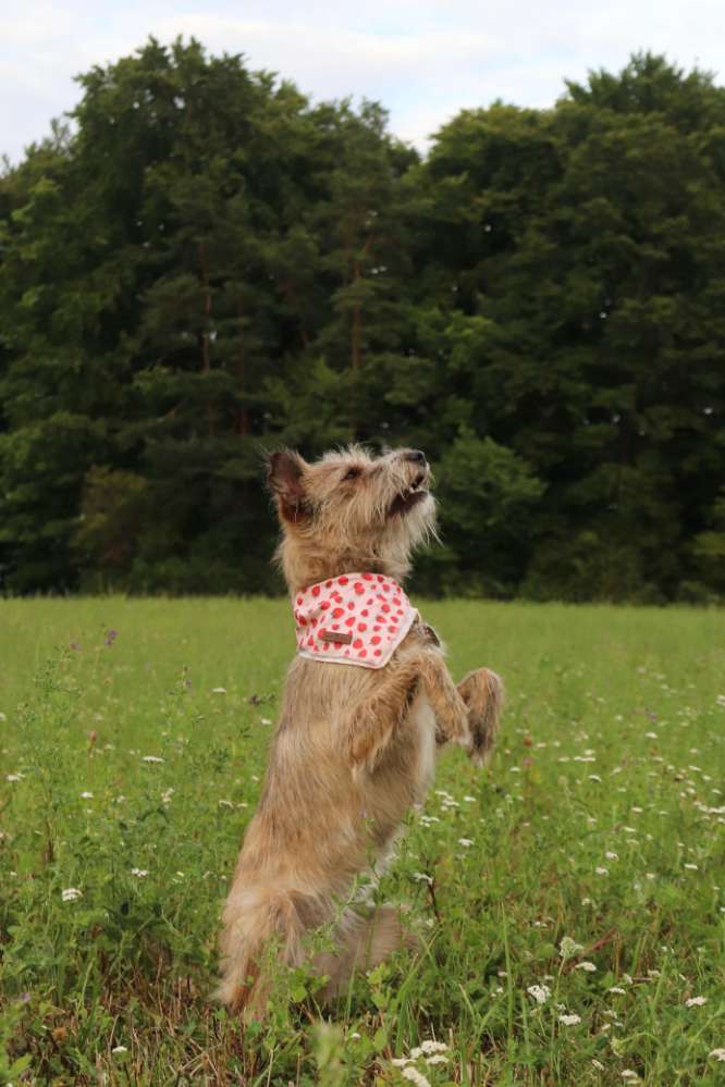 Hundetreffen-Gassi-/Trainingspartner-Profilbild