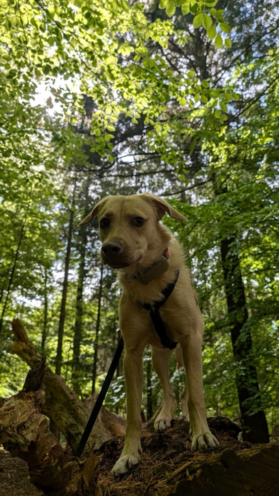 Hundetreffen-Spielkameraden gesucht-Profilbild
