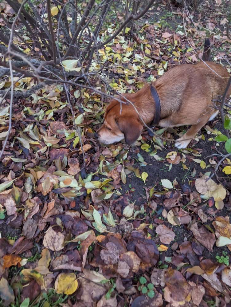Giftköder-3 Stücke Trockenfutter unterm Laub-Profilbild