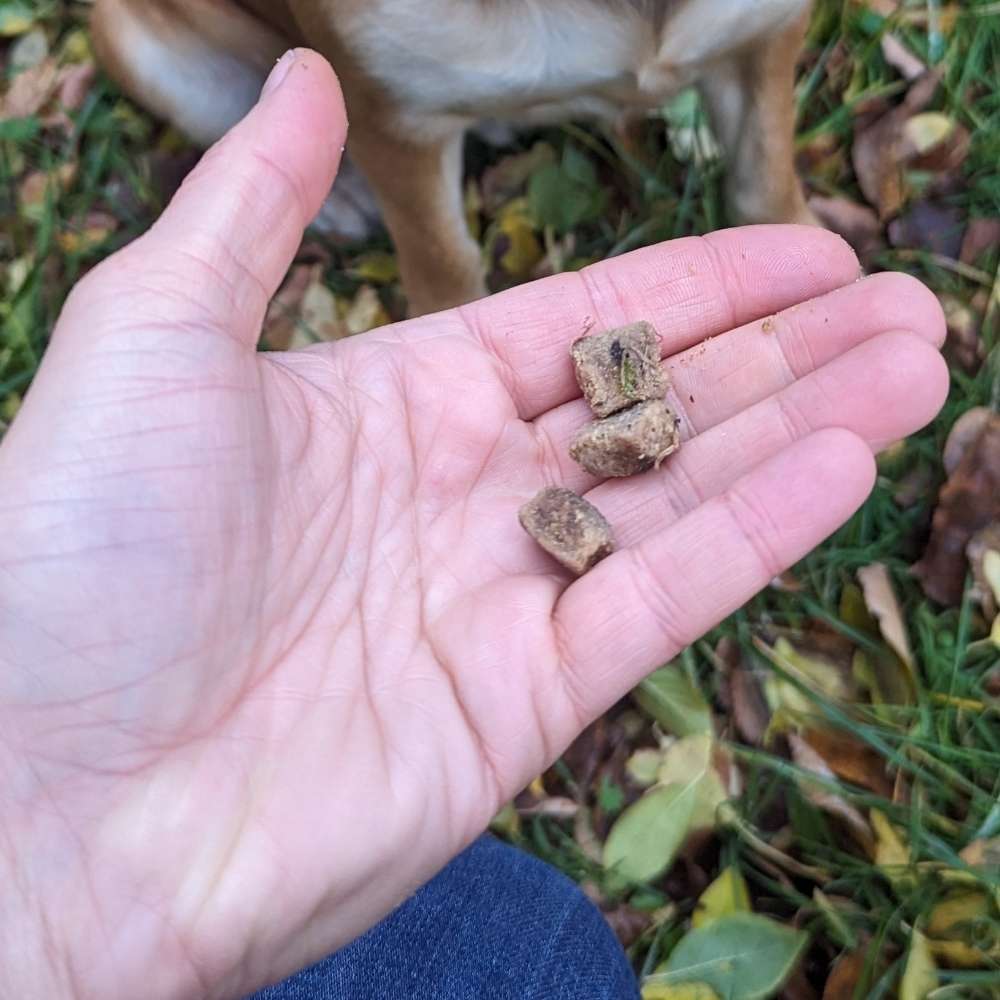 Giftköder-Wieder 3 Stücke Hundefutter im Rasen-Profilbild