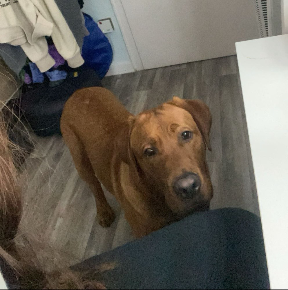 Hundetreffen-welpentreff in Hannover-Profilbild