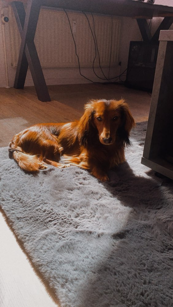 Hundetreffen-Leinen Spaziergang-Profilbild