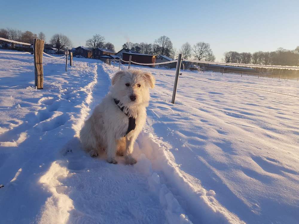 Hundetreffen-Gassigehen/ Spielen-Profilbild