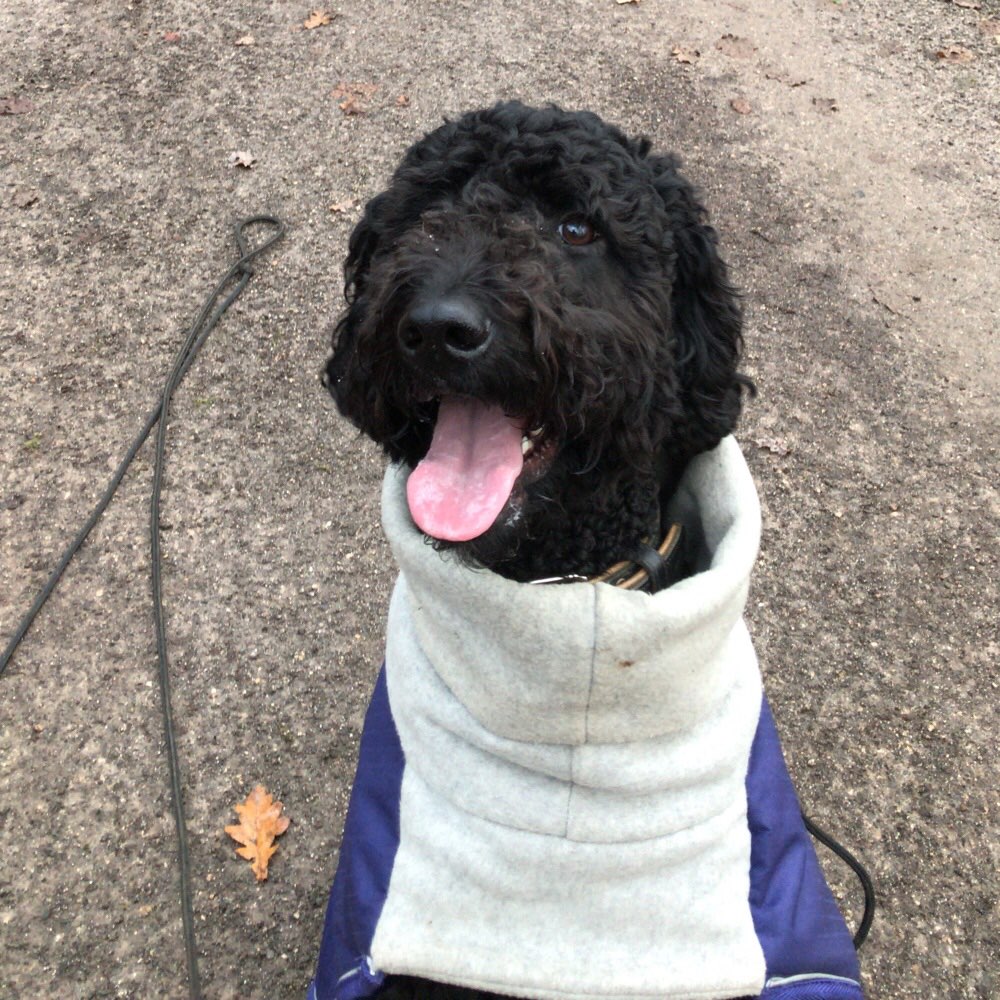 Hundetreffen-Spieltreff Sendenhorst & Umgebung-Profilbild