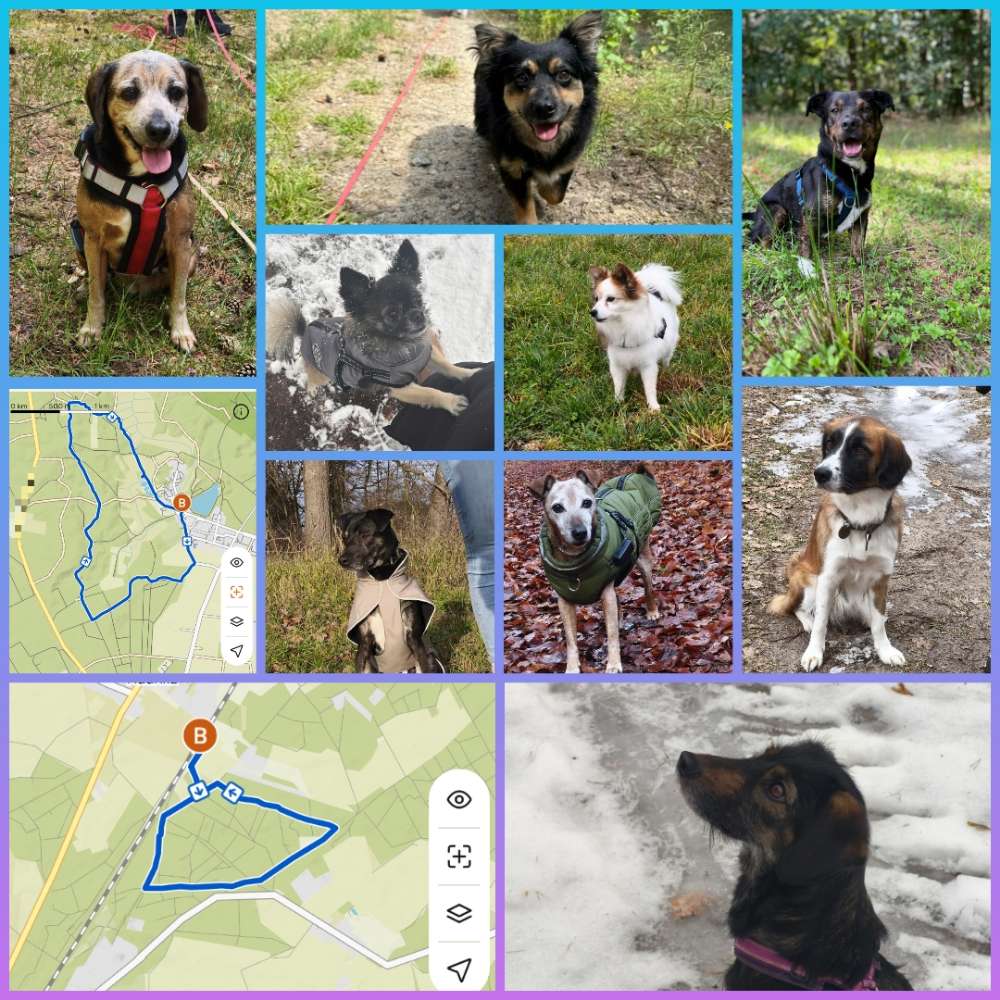 Hundetreffen-Hundespaziergang am Wochenende nähe Biesenthal-Profilbild