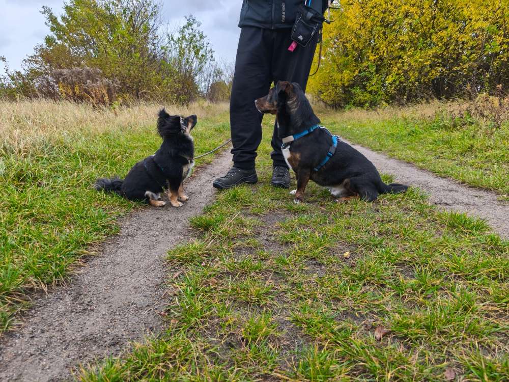 Hundetreffen-Hundespaziergang zwischen Bernau & Biesenthal-Profilbild