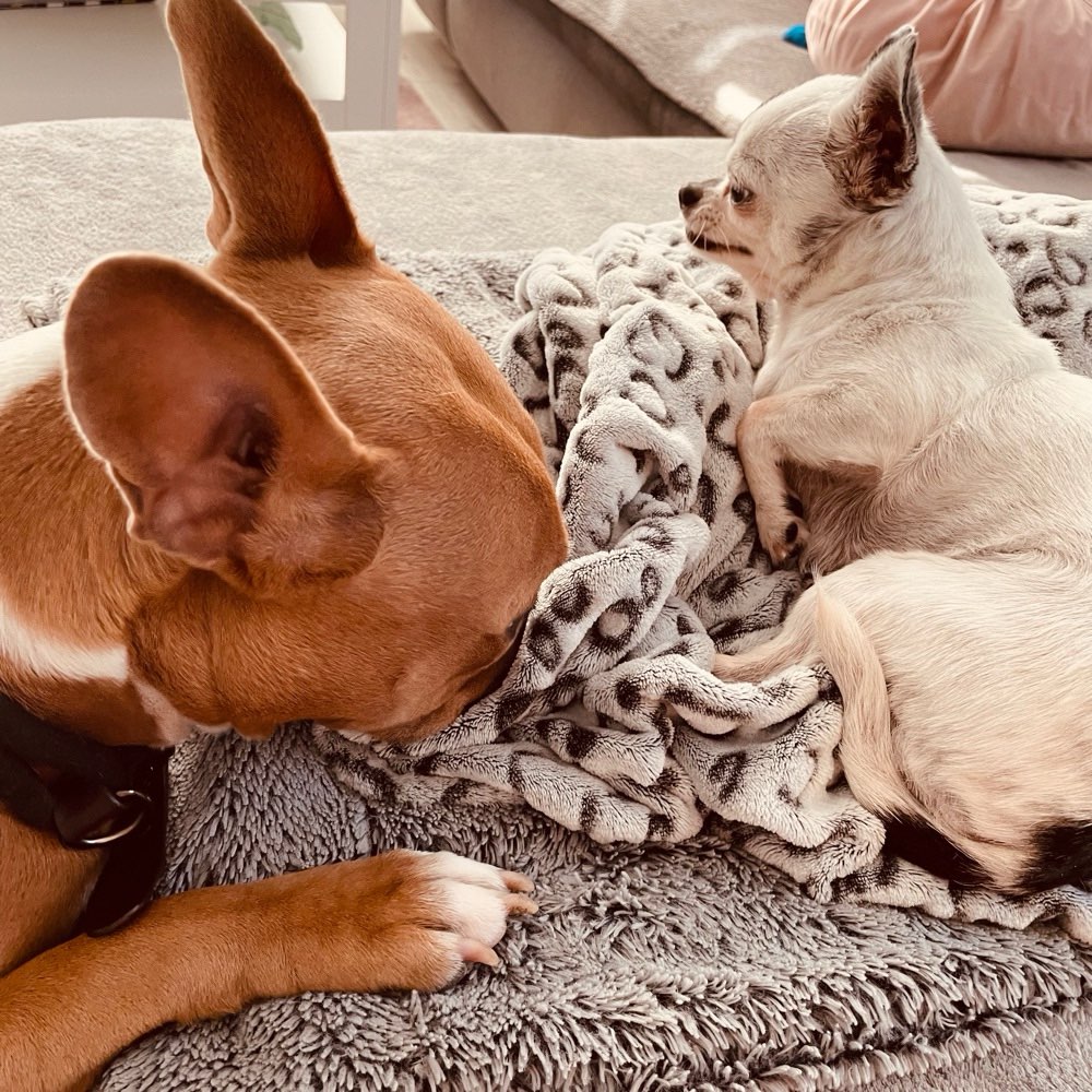 Hundetreffen-Hundefreunde gesucht-Profilbild