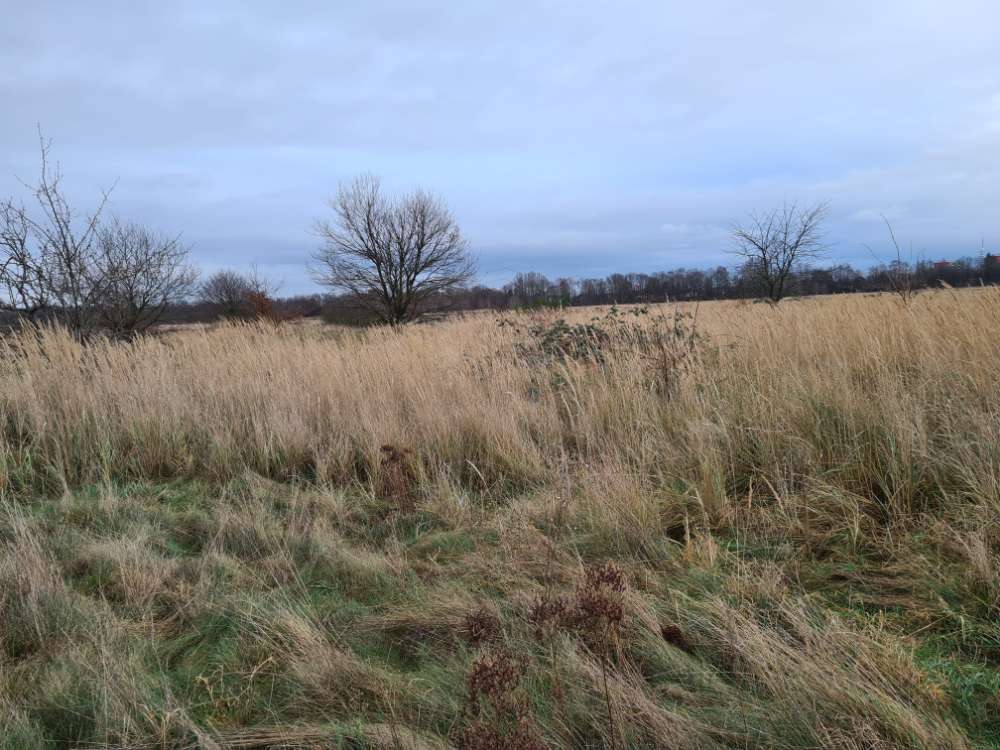 Giftköder-Rosinen Hundewiese Hannover (Sahlkamp)-Profilbild