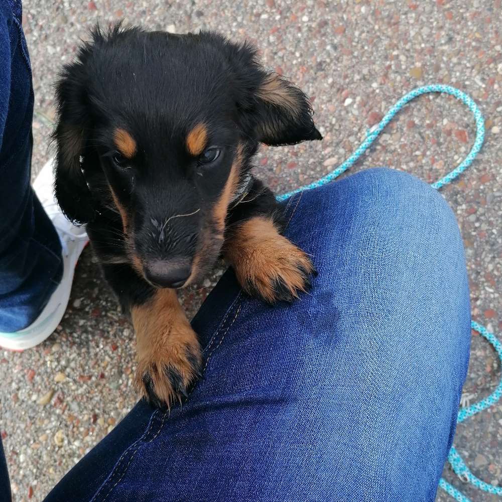 Hundetreffen-Wer hat Lust auf eine Gassirunde mit Welpen/Junghunde oder kleine verspielte Hunde in Gaimersheim???-Profilbild