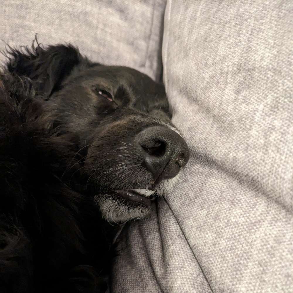 Hundetreffen-Amanda such neue Freunde / Gassi-runden/ Spielrunden-Profilbild