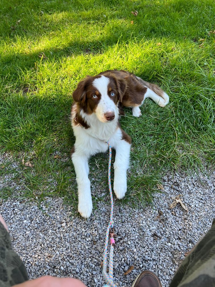 Hundetreffen-Freuen uns über neue Kontakte-Profilbild