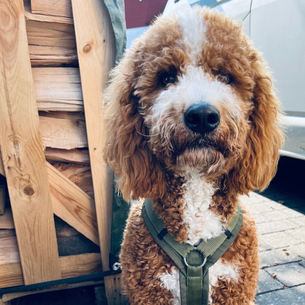 Hundetreffen-Gemeinsames Training und Gassi Runden-Profilbild