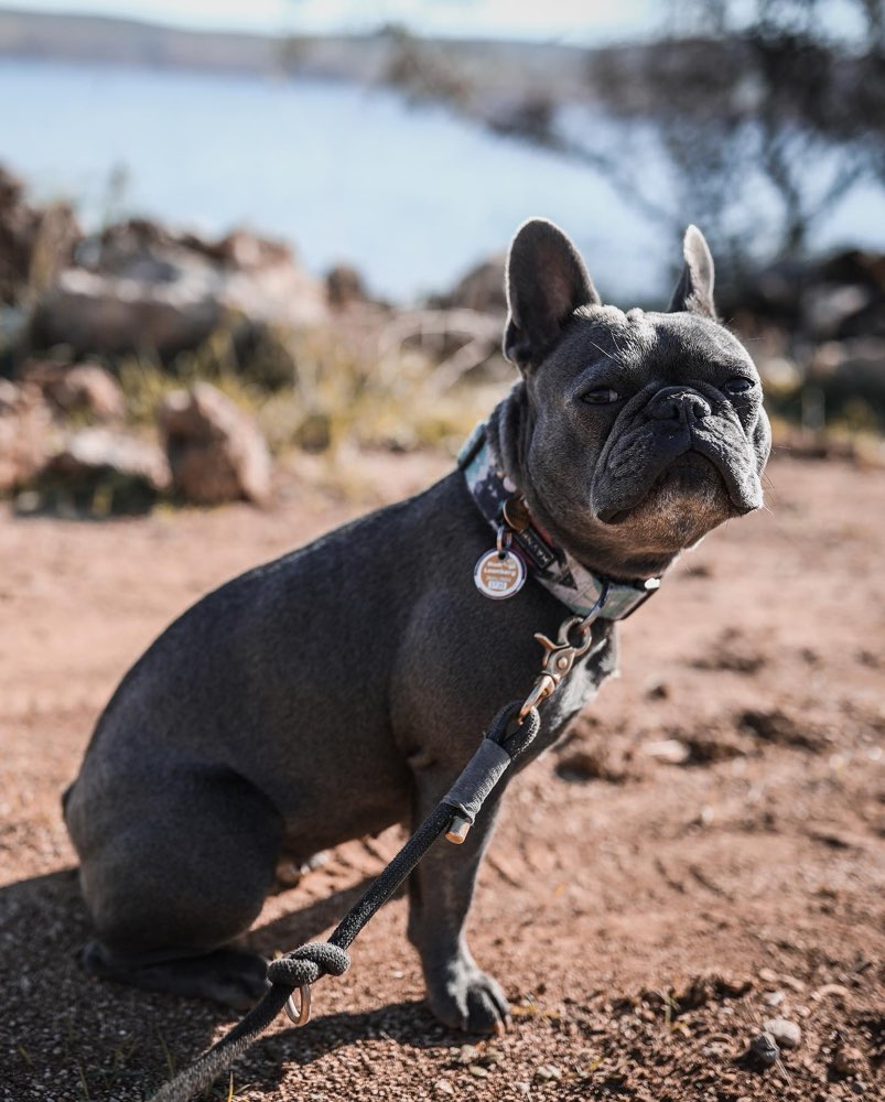 Hundetreffen-Regelmäßige Spiel und Gassi treffen.-Profilbild