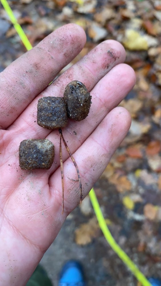 Giftköder-Vermutete Anfütterung für Giftköder-Profilbild