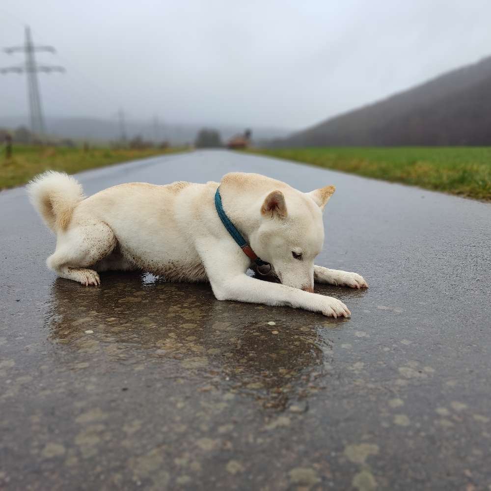 Hundetreffen-Suche Gassirunde / Wander Begleitung / Trainingspartner-Profilbild