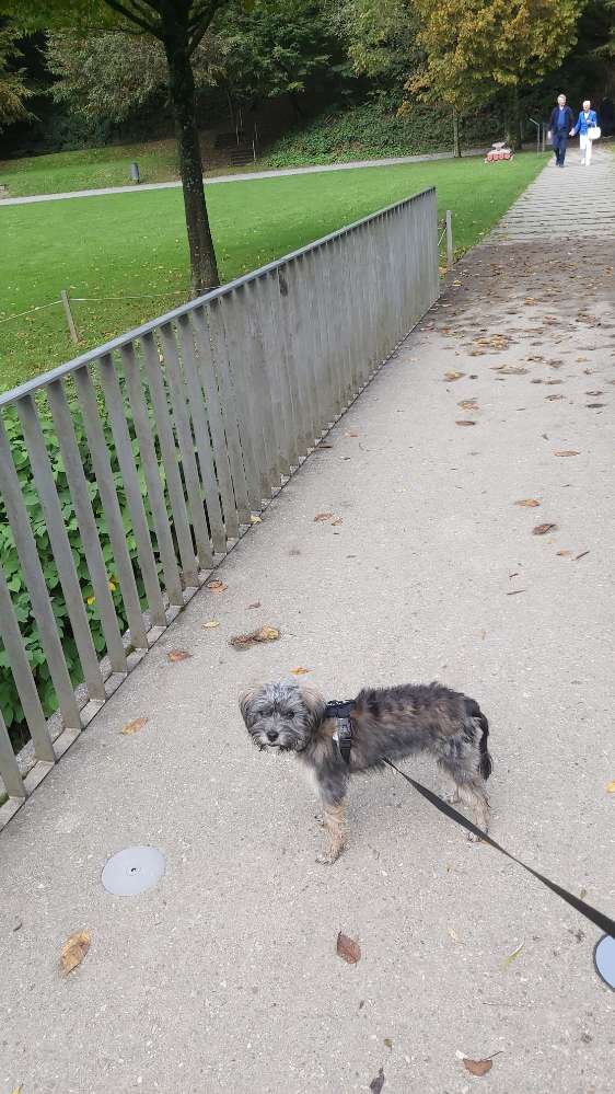 Hundetreffen-Treffen um zu spielen-Profilbild