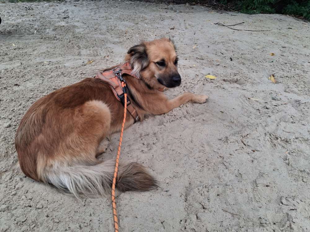 Hundetreffen-Spielkameraden gesucht-Profilbild