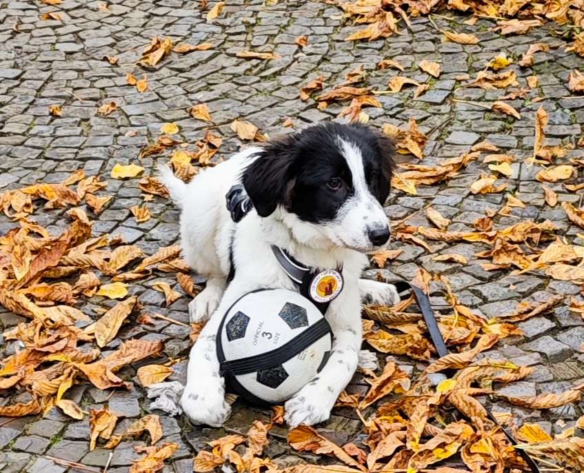 Hundetreffen-Spieltreffen Mengede-Profilbild