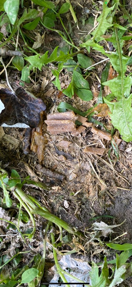 Giftköder-Eventuell Giftköder-Profilbild