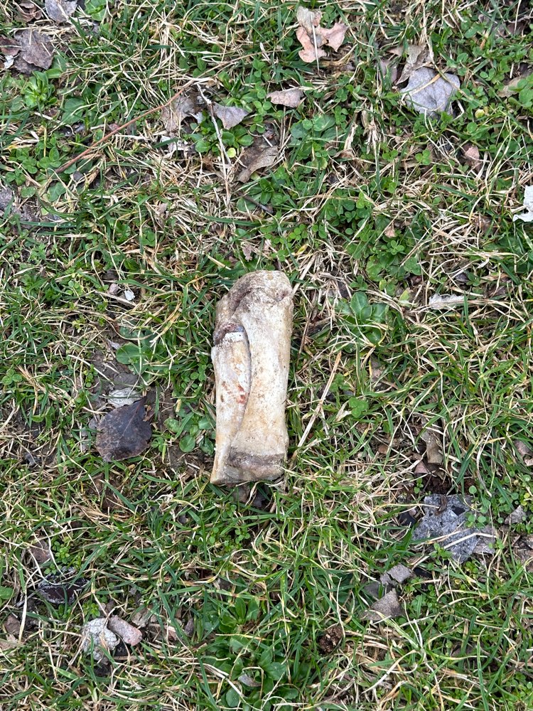 Giftköder-Große Knochen im Park verteilt-Profilbild