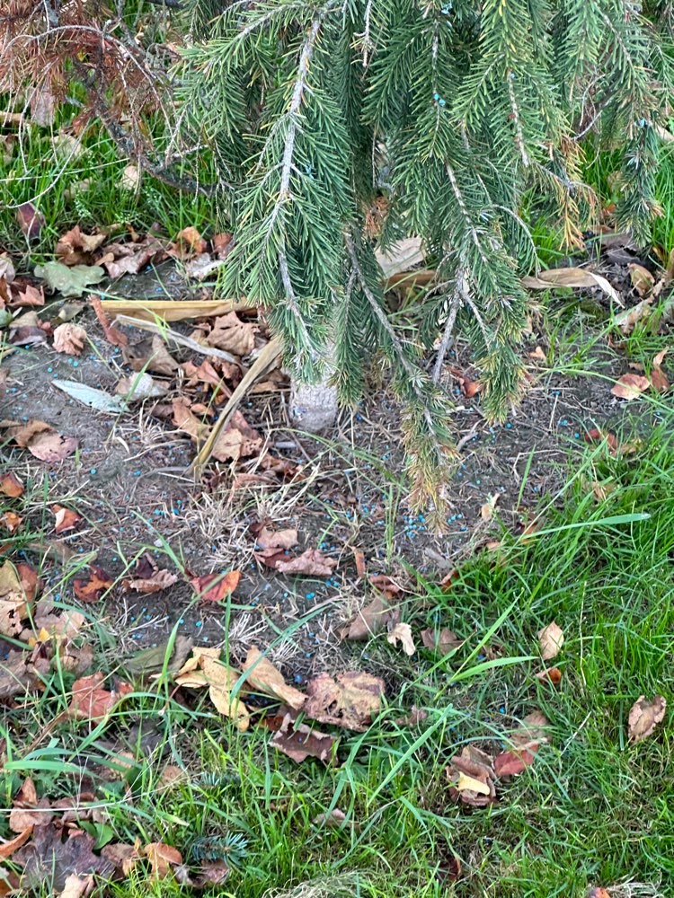 Giftköder-Eventuell Giftköder - blaue Körner-Profilbild