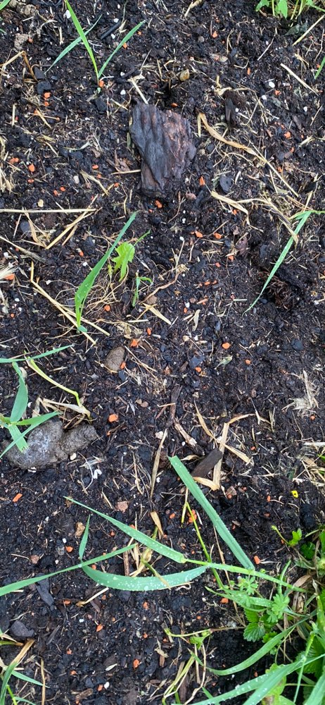 Giftköder-Erde mit Rattengift-Profilbild