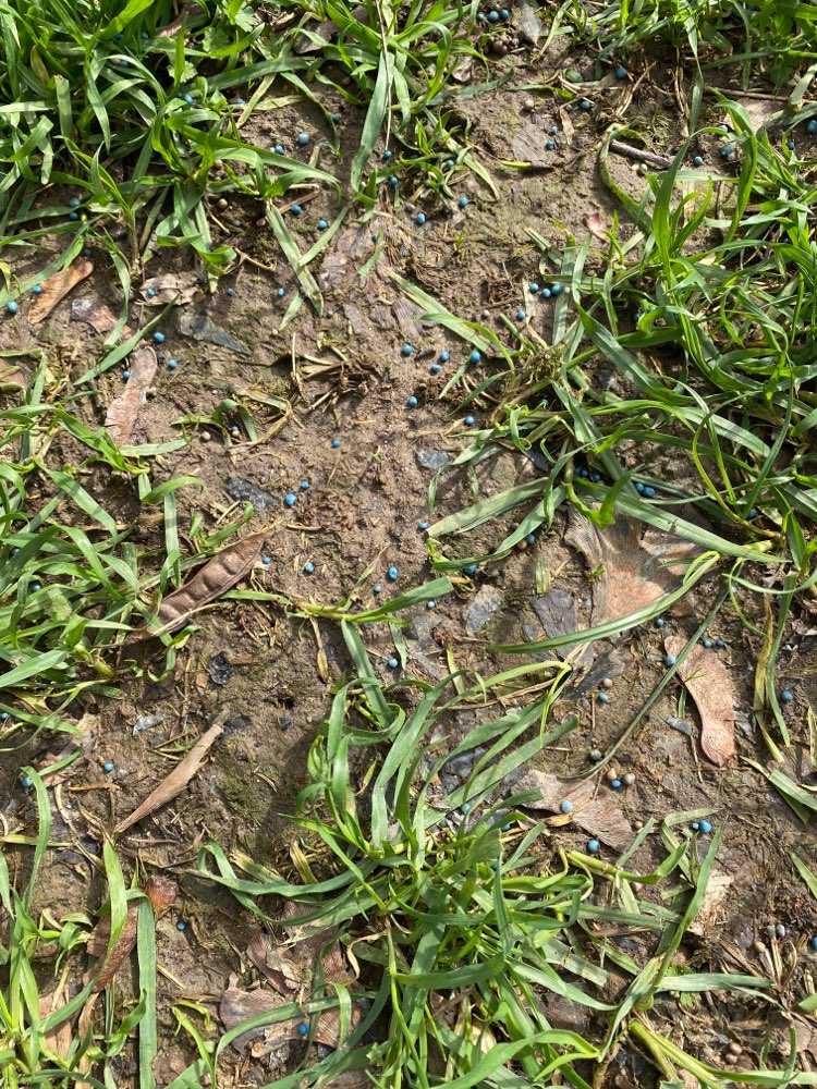 Giftköder-BLAUKORN!-Profilbild