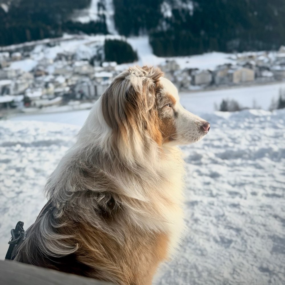 Hundetreffen-Social Walk / Gemeinsames Training-Profilbild