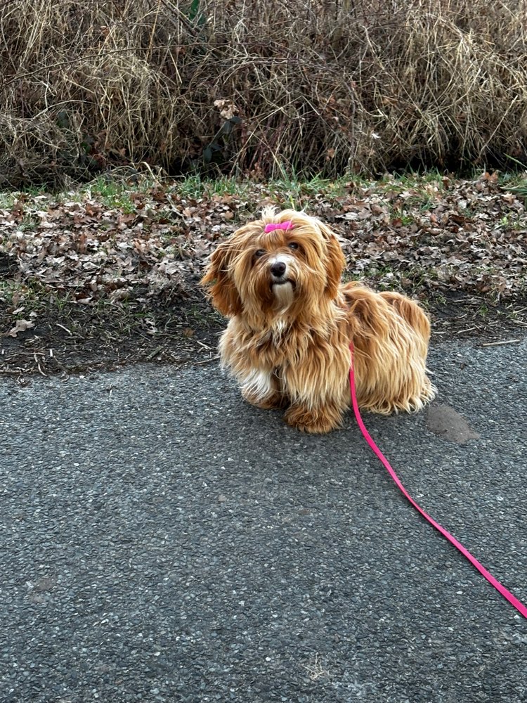 Hundetreffen-Social Walks-Profilbild