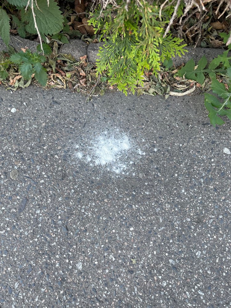 Giftköder-Weiß gelbliches Pulver-Profilbild