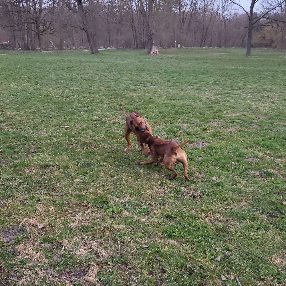 Hundetreffen-Spieletreff für Ridgebacks o. größere Junghunde-Profilbild