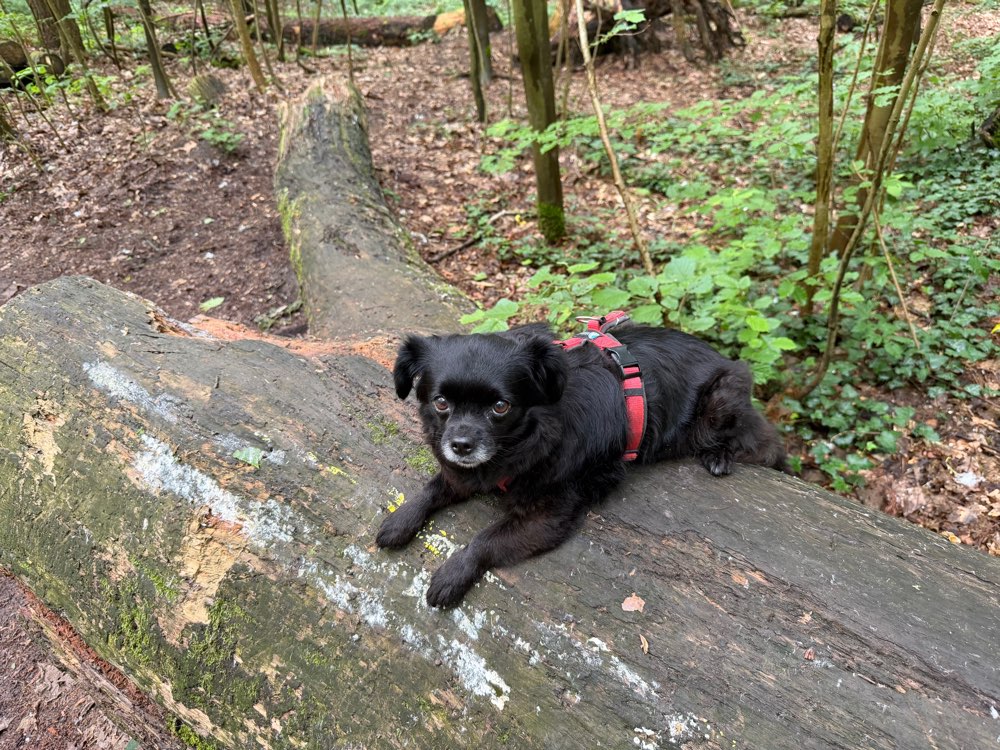 Hundetreffen-Spaziertreff / Hundefreundschaft-Profilbild