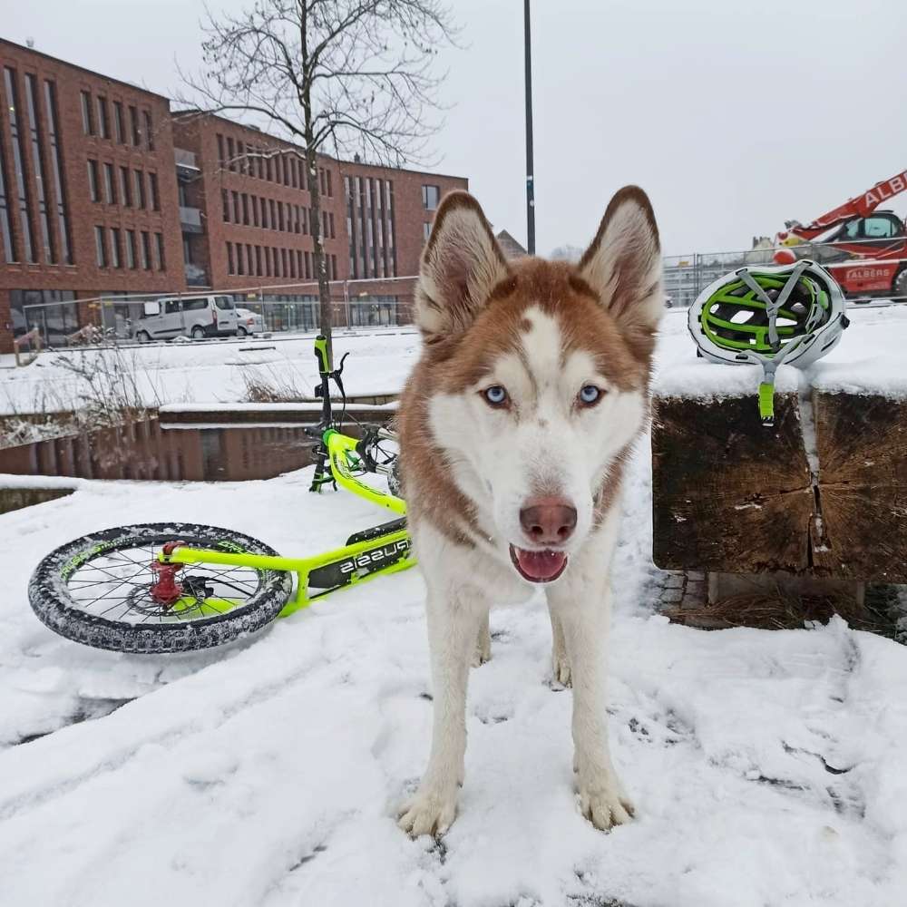 Hundetreffen-Zughundesport-Profilbild