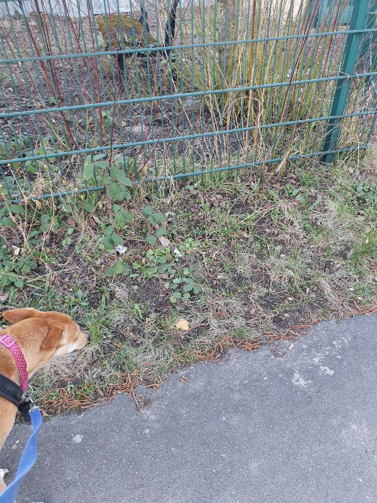 Giftköder-Achtung Senf im Bodenheimer Eichweg-Profilbild