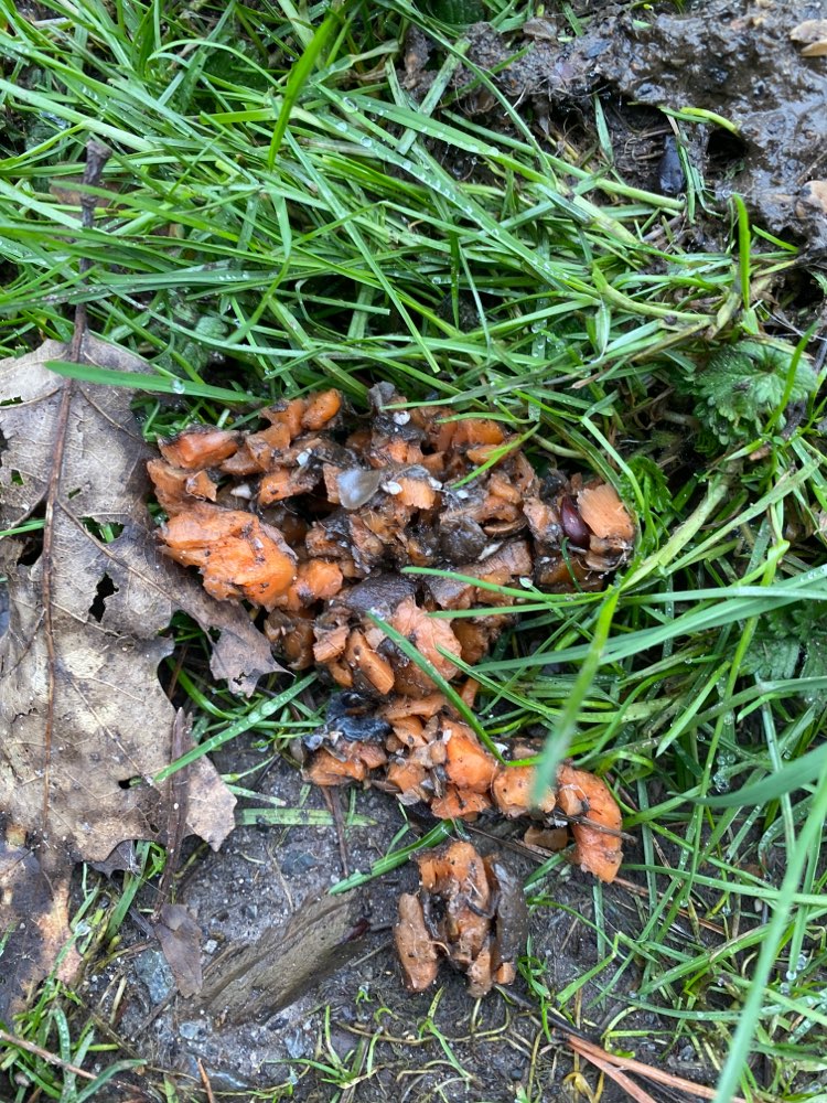 Giftköder-Möhren mit weißem Granulat am Wegesrand-Profilbild