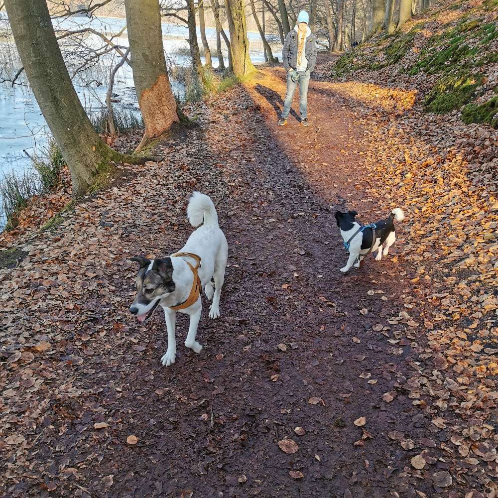 Hundetreffen-Gassirunde mit Emma-Profilbild