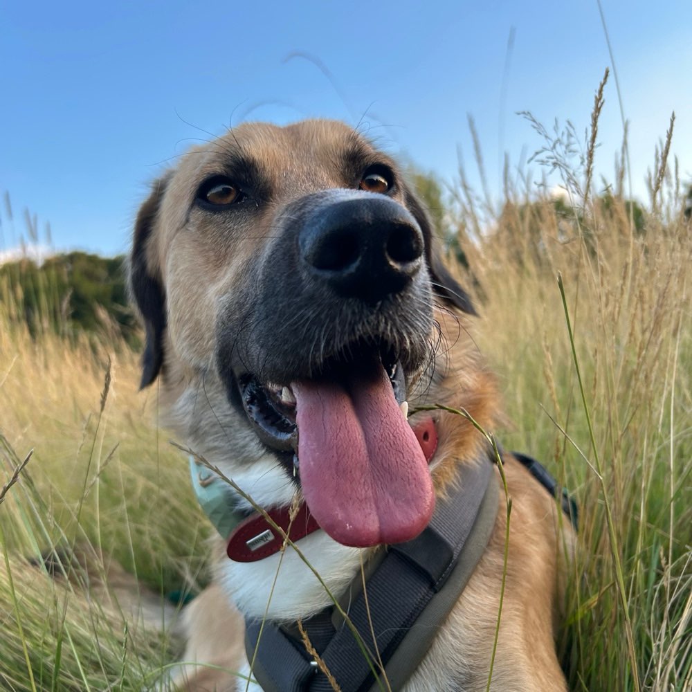 Hundetreffen-Hundefreunde gesucht-Profilbild